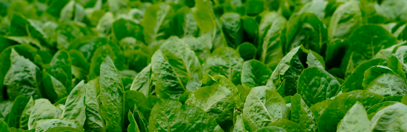 СТИМУЛЯТОРЫ РАСТЕНИЙ