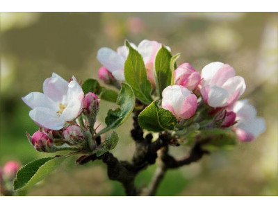 Весенние работы в марте