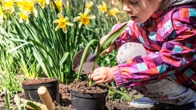 Сажаем луковичные цветы, чеснок