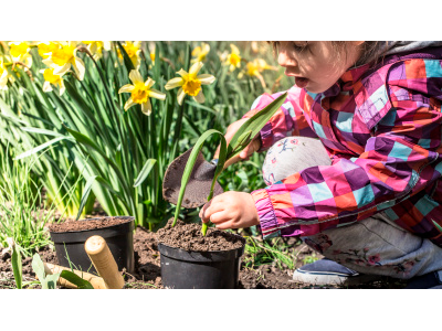 Сажаем луковичные цветы, чеснок